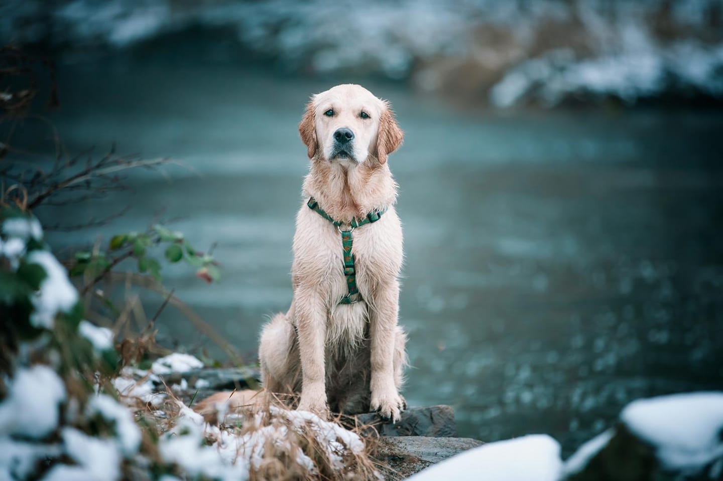 Hunting Goldens AWurf