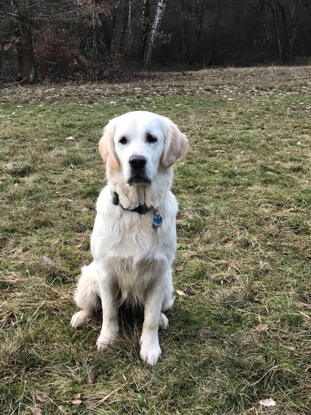 Hunting Goldens AWurf